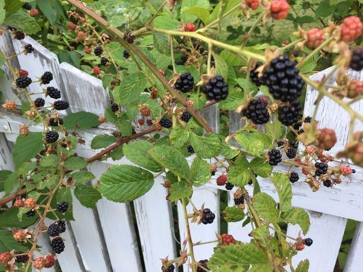 Nature's Mosaic: Artisanal Berry Ensemble