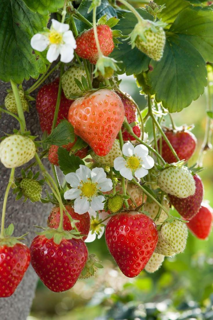 Farmers' Embrace: Luscious Berry Harvest Blend